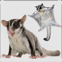 Coppia petauri dello zucchero