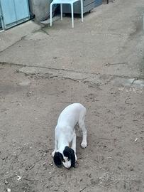 Cucciolo di ariegeois