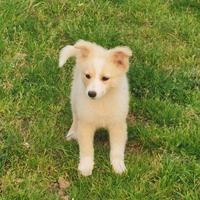 Cucciola in adozione