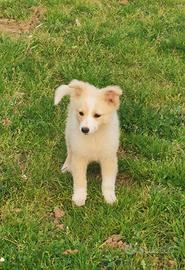 Cucciola in adozione