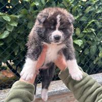 Cuccioli di Akita inu