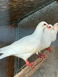 Coppie Colombe bianche per matrimoni