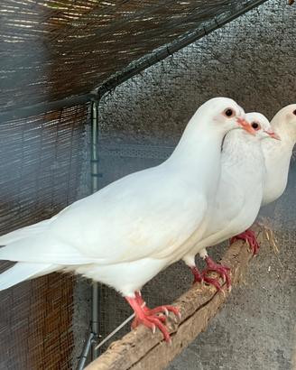 Coppie Colombe bianche per matrimoni
