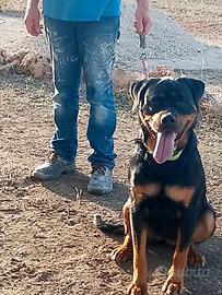 C.e.r.c.o rottweiler monta