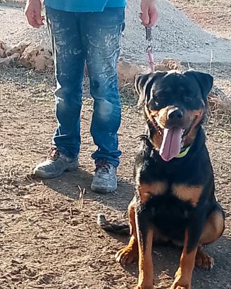 C.e.r.c.o rottweiler monta