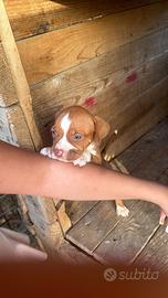 Cuccioli di pitbull read nouse