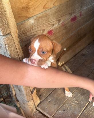 Cuccioli di pitbull read nouse