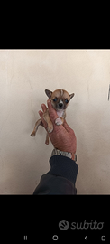 Cuccioli di chihuahua toy mini