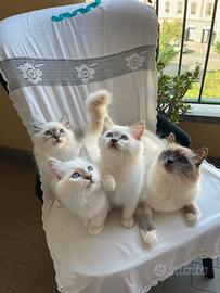 Cuccioli Sacri di Birmania