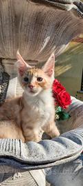 Gattini Maine coon