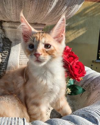 Gattini Maine coon