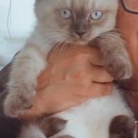 Scottish Blue Point Straight