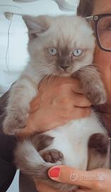 Scottish Blue Point Straight