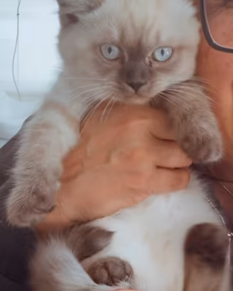 Scottish Blue Point Straight