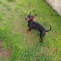 Pinscher da monta