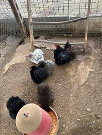 Gallo e galline cocincine nane