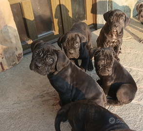 Cuccioli di Cane Corso