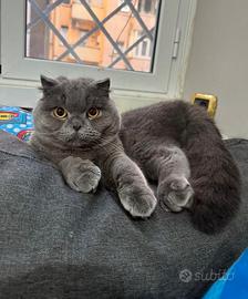 British shorthair, età 2 anni