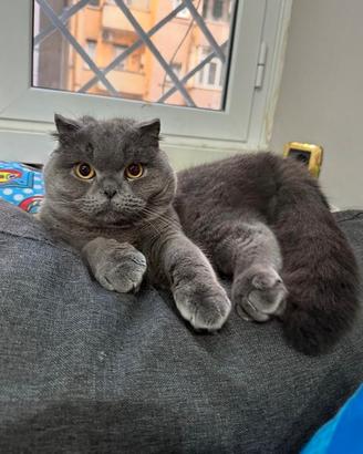 British shorthair, età 2 anni