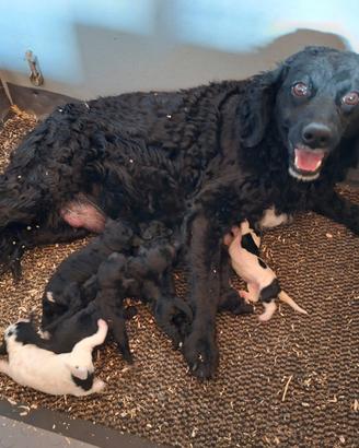 Cuccioli di cane da tartufi