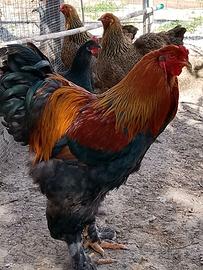 Galli brahma