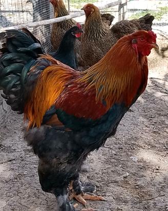 Galli brahma
