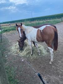 Cavallo