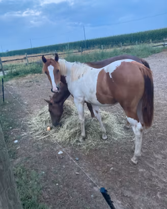 Cavallo