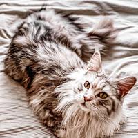 Gatti amorosi e addestrati