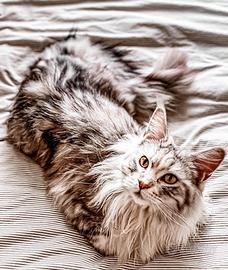 Gatti amorosi e addestrati