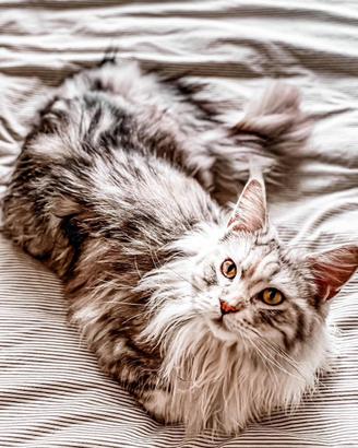 Gatti amorosi e addestrati