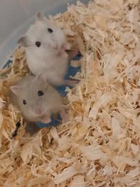 Cuccioli di lemming