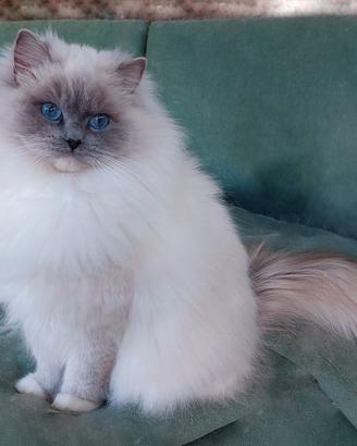 Maschietto Ragdoll Blue Mitted