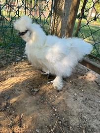 Gallo padovano