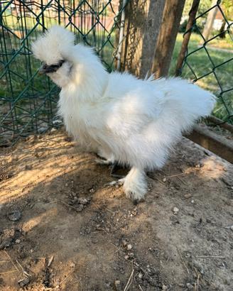 Gallo padovano