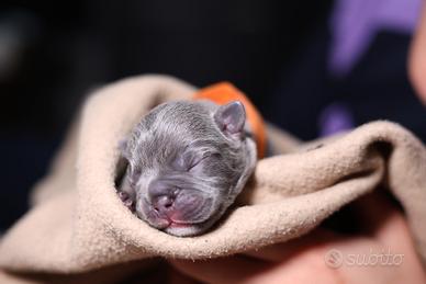 Bulldog francesi esotici