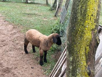 Pecore da vita , nuovo gregge, giardino