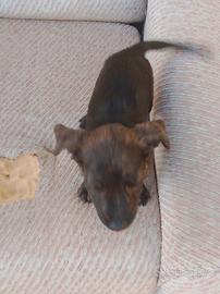 Cane di razza taglia media come in foto microcip