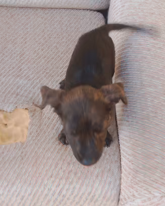 Cane di razza taglia media come in foto microcip
