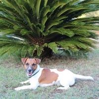 Jack Russell Terrier