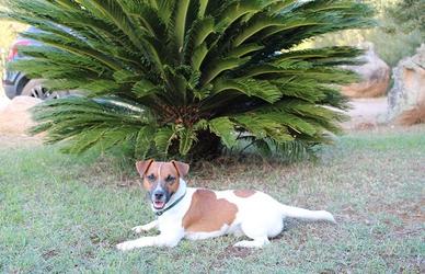 Jack Russell Terrier