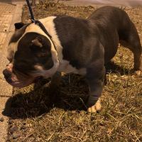Top American bully Stallone