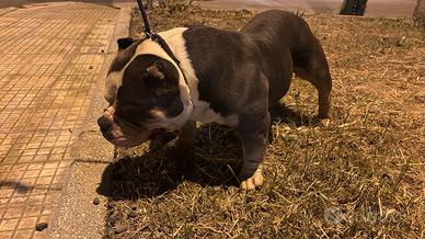 Top American bully Stallone