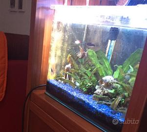 Acquario tropicale 25lt completo di accessori