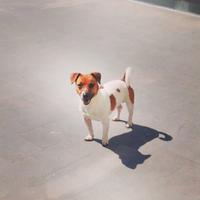 Jack Russell stallone