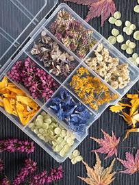 Mix fiori essiccati colorati decorativi