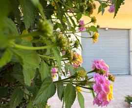 Locale - via Corsica