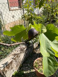 Albero da frutta