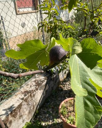 Albero da frutta