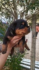 Rottweiler